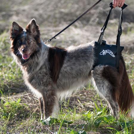 Walkin' Lift Rear Harness, Canine Hind End Support