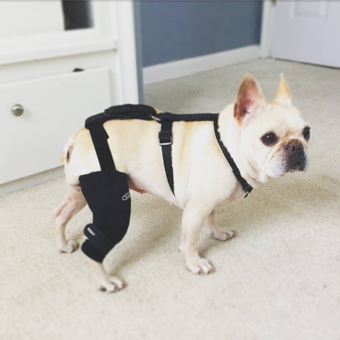 Dog Acl Brace Hind Leg, Dog Knee Braces for Torn Acl Hind Leg, Luxating  Patella, Cruciate Ligament, Dog Acl Knee Brace Support Back Leg for Relieve