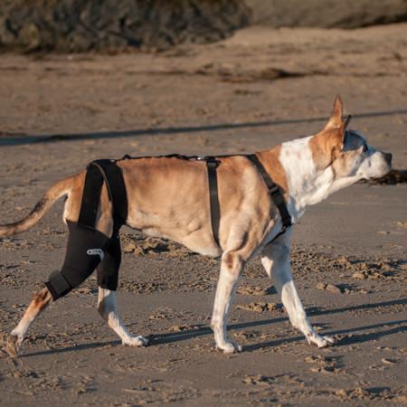 Dog knee brace for limping and joint pain to improve mobility – Walkabout  Harnesses, LLC