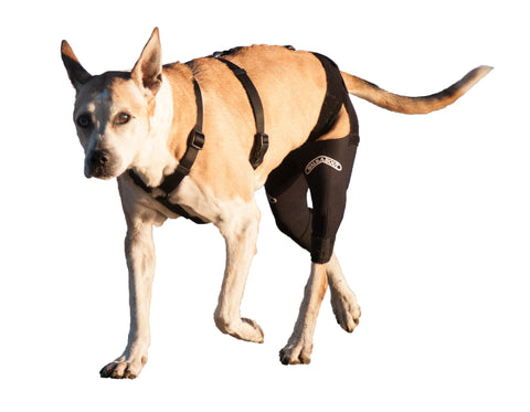 A double knee dog brace provides stability after a torn ACL/CCL